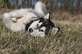 ALASKAN MALAMUTE 782